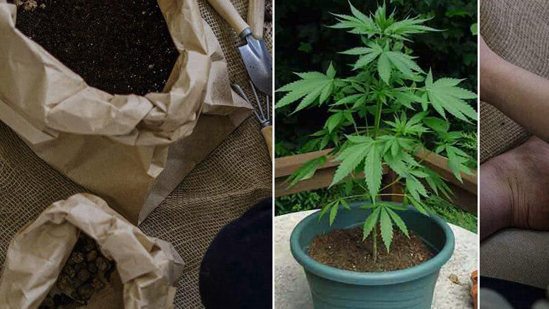 Оборудование и выращивание конопли многолетняя марихуана